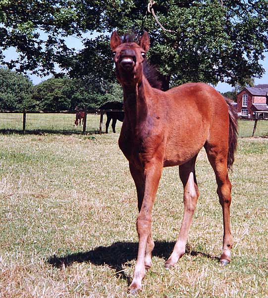 2012 Foals to appear soon!