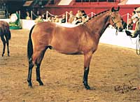 Mat as a yearling at HOYS